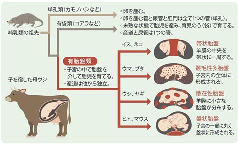 動物胎盤|胎盤の形態を決める進化の伴走者